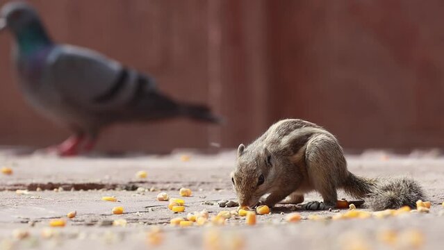 Indian palm squirrel or three-striped palm squirrel (Funambulus palmarum) is a species of rodent in the family Sciuridae found naturally in India (south of the Vindhyas) and Sri Lanka.