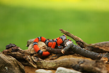 The Greer's Kingsnake (Lampropeltis mexicana greeri) on the sand with stones and old branch hunting the mouse.