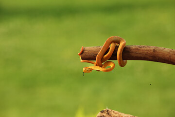 The Amazon tree boa (Corallus hortulanus) hanging from the green branch.