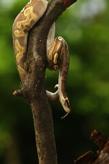 The ball python (Python regius), also called the royal python, on the old branche in green forest. Green background.