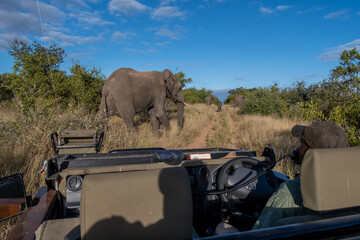 African Elephant in The Klaserie Private Nature Reserve part of the Kruger national park in South...