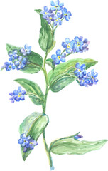 Decorative Watercolor Floral Element