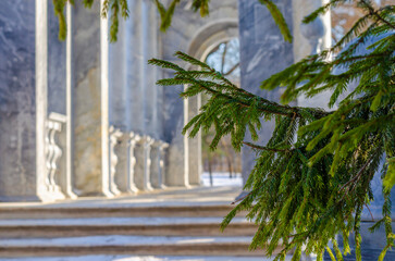 Spruce branch against the background of the Marble Bridge (blurred focus) in the Catherine Park,...