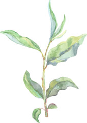 Decorative Watercolor Floral Element
