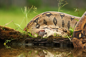 The boa constrictor (Boa constrictor), also called the red-tailed boa or the common boa, hunting the rat.