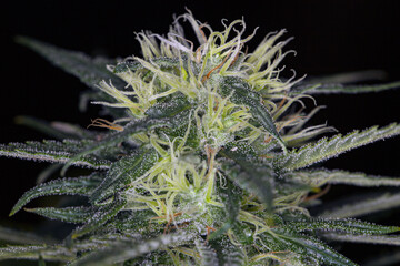 Naklejka na ściany i meble medical cannabis marijuana plant