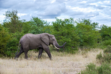 African Elephant in The Klaserie Private Nature Reserve part of the Kruger national park in South...