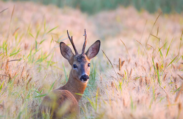 Reh (Capreolus capreolus)