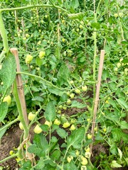 Tomato plants, Solanum lycopersicum, with green tomato's.