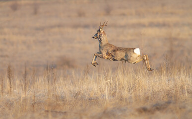 Roe deer buck jumping in spring steppe closeup.