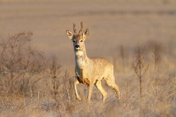 Naklejka na ściany i meble Roe deer male in steppe closeup.