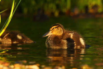 The mallard or wild duck (Anas platyrhynchos) small newborn swimming on the lake