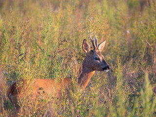 Reh (Capreolus capreolus)