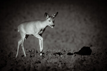 Roe deer female walking in steppe closeup in black and  white.
