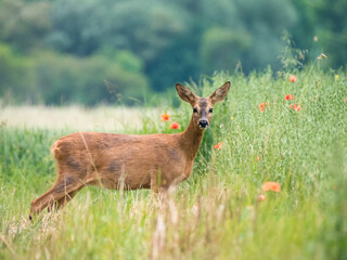 Reh (Capreolus capreolus)