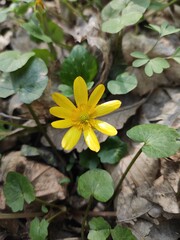 Yellow flower in the garden