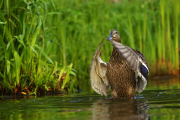 The mallard or wild duck (Anas platyrhynchos) small young swimming on the small lake, open wings.
