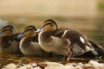 The mallard or wild duck (Anas platyrhynchos) small newborn staying on small stones close to the lake.