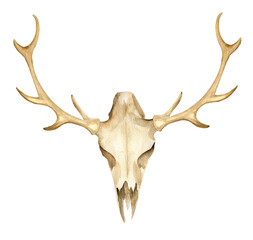 Watercolor deer skull and horns - 496471326