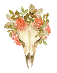 Watercolor deer skull and rowan berry - 496471336