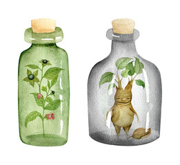 Set of watercolor bottles with mandrake and floral branches - 496471342