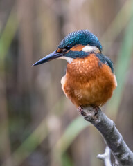 Common kingfisher (Alcedo atthis) closeup portrait. Colourful British bird on the river.