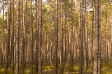 Lower Silesia Forest Bory Dolnośląskie in Poland in early spring polish state forest Polskie Lasy Państwowe