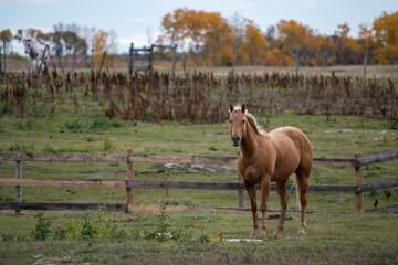 Horse out to pasture in rural Saskatchewan, Canada