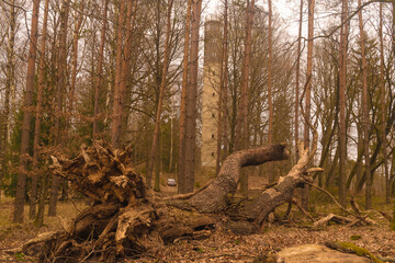 Lower Silesia Forest Bory Dolnośląskie in Poland in early spring polish state forest Polskie Lasy Państwowe