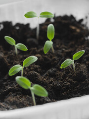 sprouted seedlings of tomatoes for growing on the windowsill
