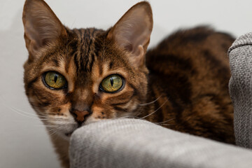 Brown striped Bengal cat startlingly looks into the camera