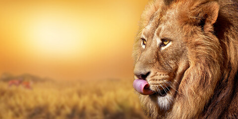 African male lion , wildlife animal , Sunset in Africa