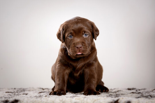 chocolate labrador puppy in studio