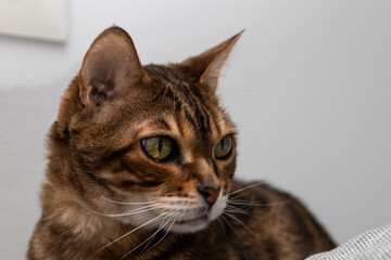 Fototapeta premium Brown striped Bengal cat looks thoughtfully