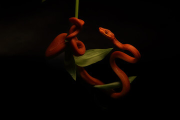 The Amazon tree boa (Corallus hortulanus) hanging from the green branch.