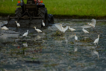 White egret in the rice field