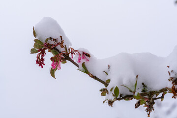 Schnee auf Blüten des Winterblühers Winterschneeball, Schnee auf Winterschneeballblüten,...