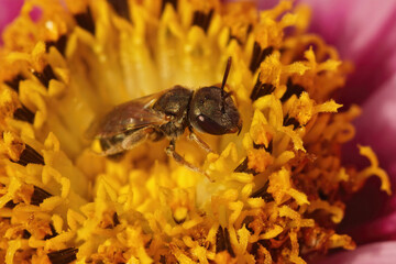 Colorful closeup on a golden end banded furrow bee, Halictus subauratus, in a Cosmos flower