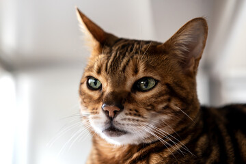 Brown striped Bengal cat looks thoughtfully