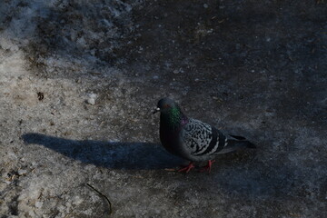 Pigeon on the background of the ground covered with snow. The bird is looking for food on the ground.
