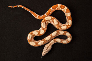Common boa imperator on black background