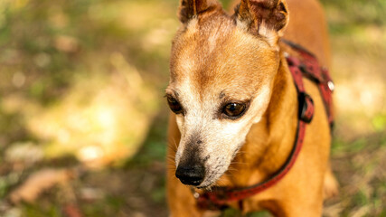 chien foret brun nature jolie 
