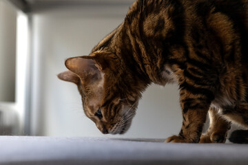 Brown striped Bengal cat sniffing his bed
