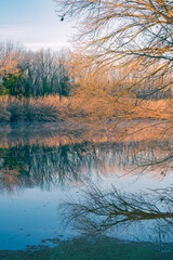 Obraz premium Golden winter leaves on trees and bushes landscape at the edge of a quiet flowing creek landscape on a winter nature scene