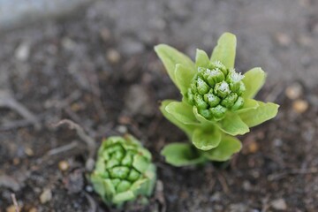 ふきのとう