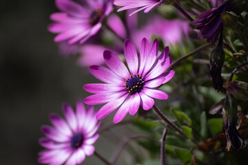 Obraz premium Margherita africana Dimorphotheca rosa e bianca in primavera