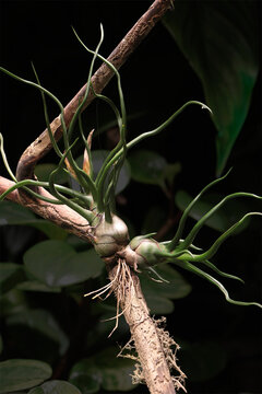 Tillandsia bulbosa airplant mounted on the branch of the tree