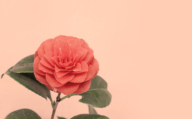 Camelia flower isolated against the pastel coral color background