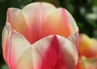 close-up of the tulip petals against the natural background on a sunny day