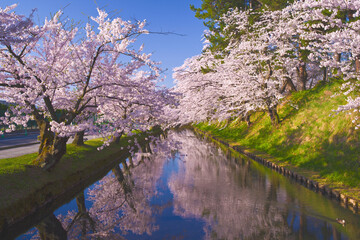 日本、青森、弘前公園の桜